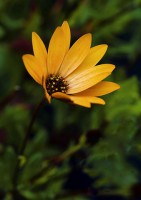 /album/fotogaleria-fotografia-macro/fr54-640x480-jpg/